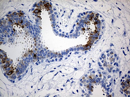 TFF1 / pS2 Antibody (aa25-84, clone OTI1F5)