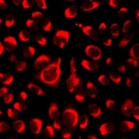 IHC-plus™ IPAF / NLRC4 Antibody