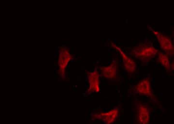 MRE11A / MRE11 Antibody