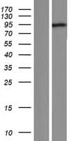 NYAP1 / C7orf51 Protein (Over-Expression Lysate Myc-DDK (Flag))