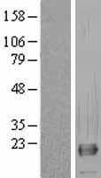 RNF11 Protein (Over-Expression Lysate Myc-DDK (Flag))