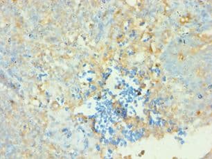 CD38 Antibody (aa46-300)