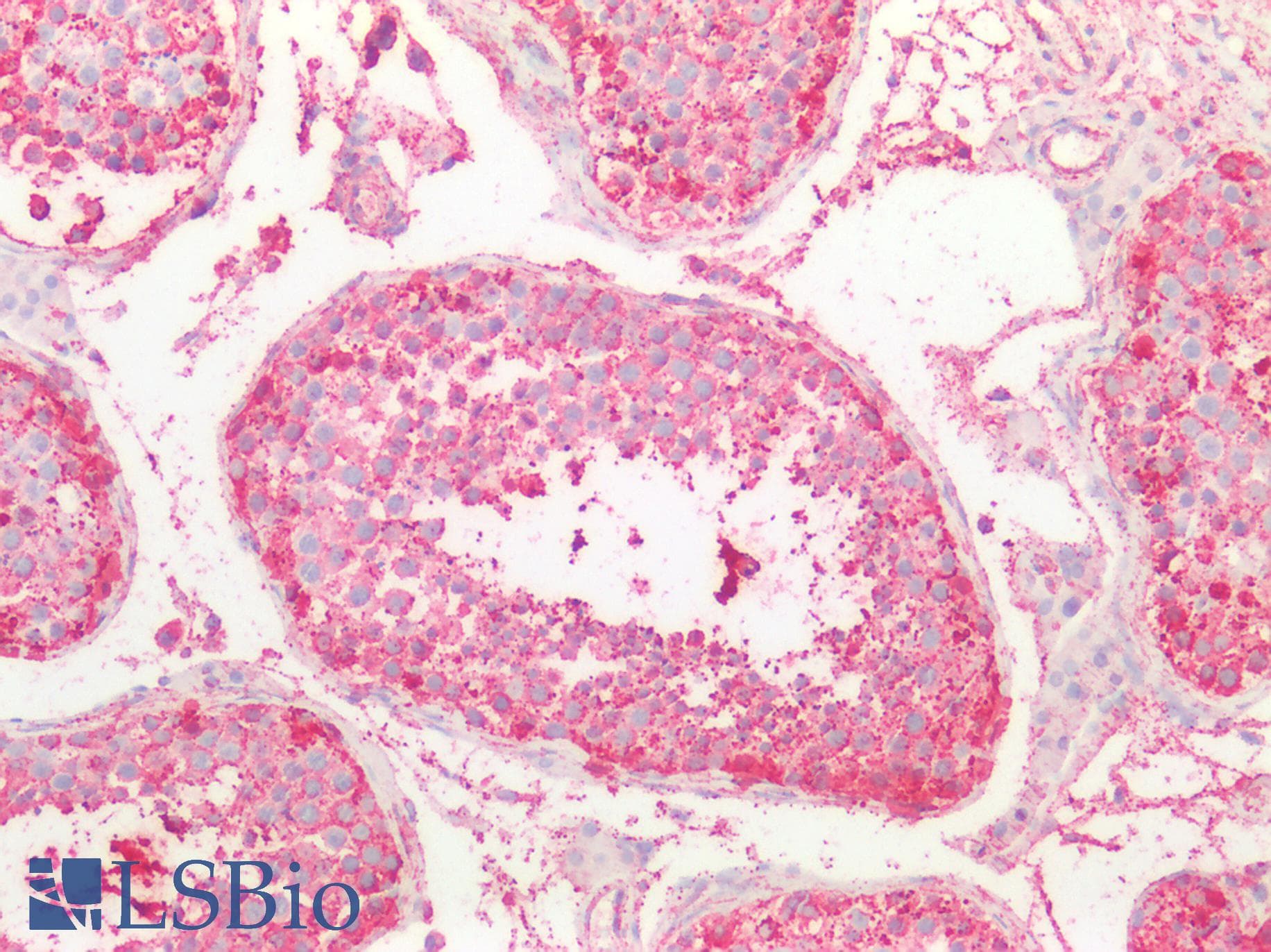 PPP1R15A / GADD34 Antibody (aa433-636)