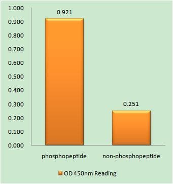 BLK Antibody (phospho-Tyr501)