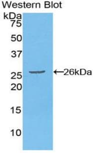 FADD Antibody (aa12-206)