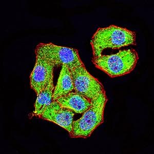 TRIM29 Antibody (clone 8C8G5)