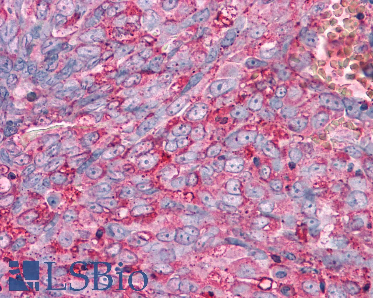 PathPlus™ FZD1 / Frizzled 1 Antibody (N-Terminus)