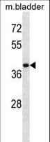 USP12 Antibody (aa222-251)