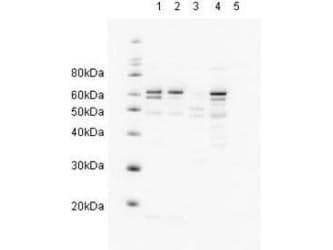 IHC-plus™ RAD23A / HHR23A Antibody (aa115-140)