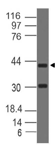 CD68 Antibody