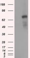 PDE4A / PDE4 Antibody (clone OTI6B6)