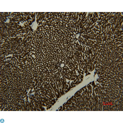 Monoclonal Mouse anti-Human TF / Transferrin Antibody (IHC)