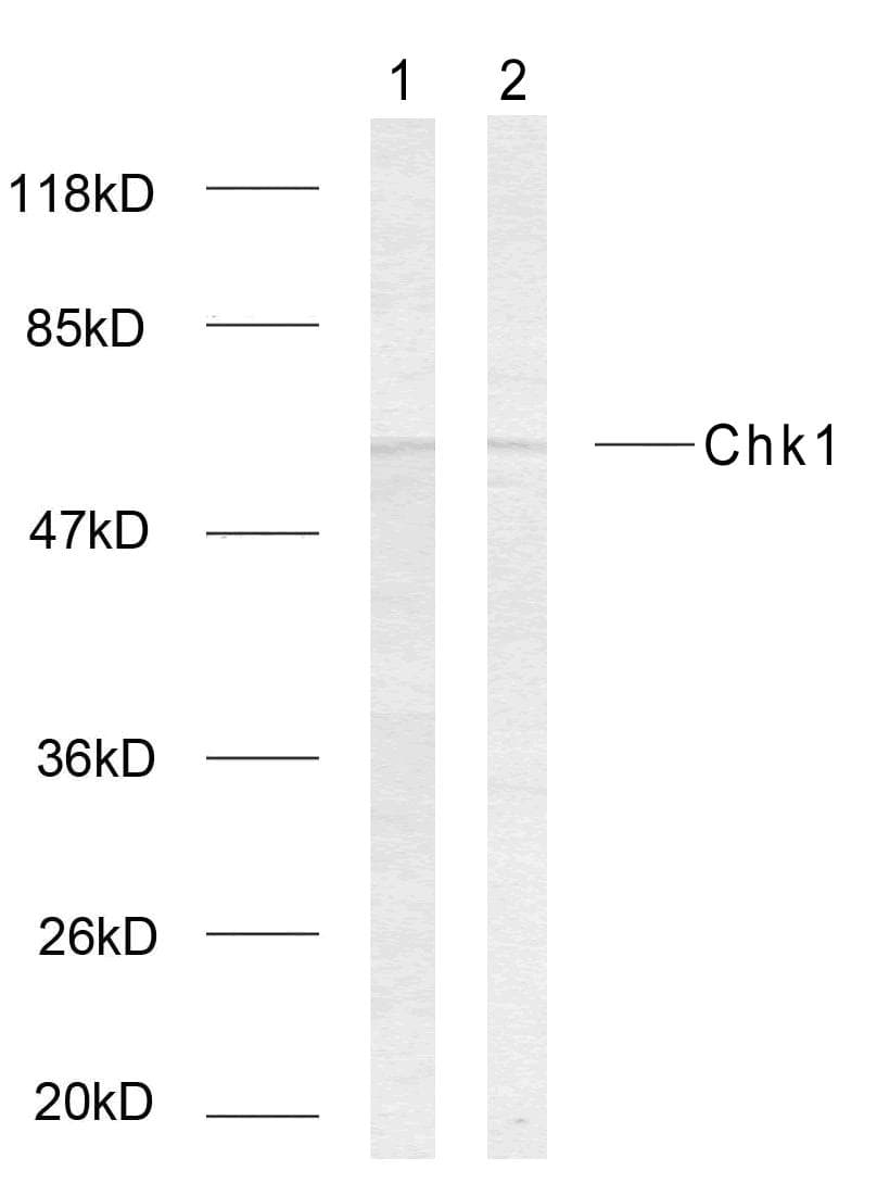 CHEK1 / CHK1 Antibody (phospho-Ser317)