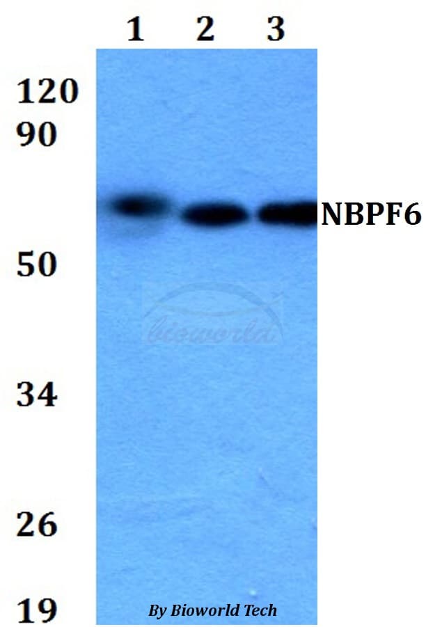 NBPF6 Antibody