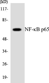 RELA / NFKB p65 Antibody (aa225-274)