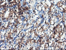 ENPEP / Aminopeptidase A Antibody (clone OTI1C4, Carrier-free)