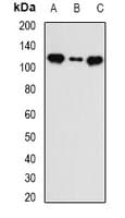INTS5 Antibody