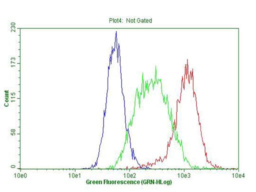 TLK2 Antibody (aa1-296, clone OTI2H2)