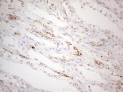 ITGAM / CD11b Antibody (clone OTI12C10)