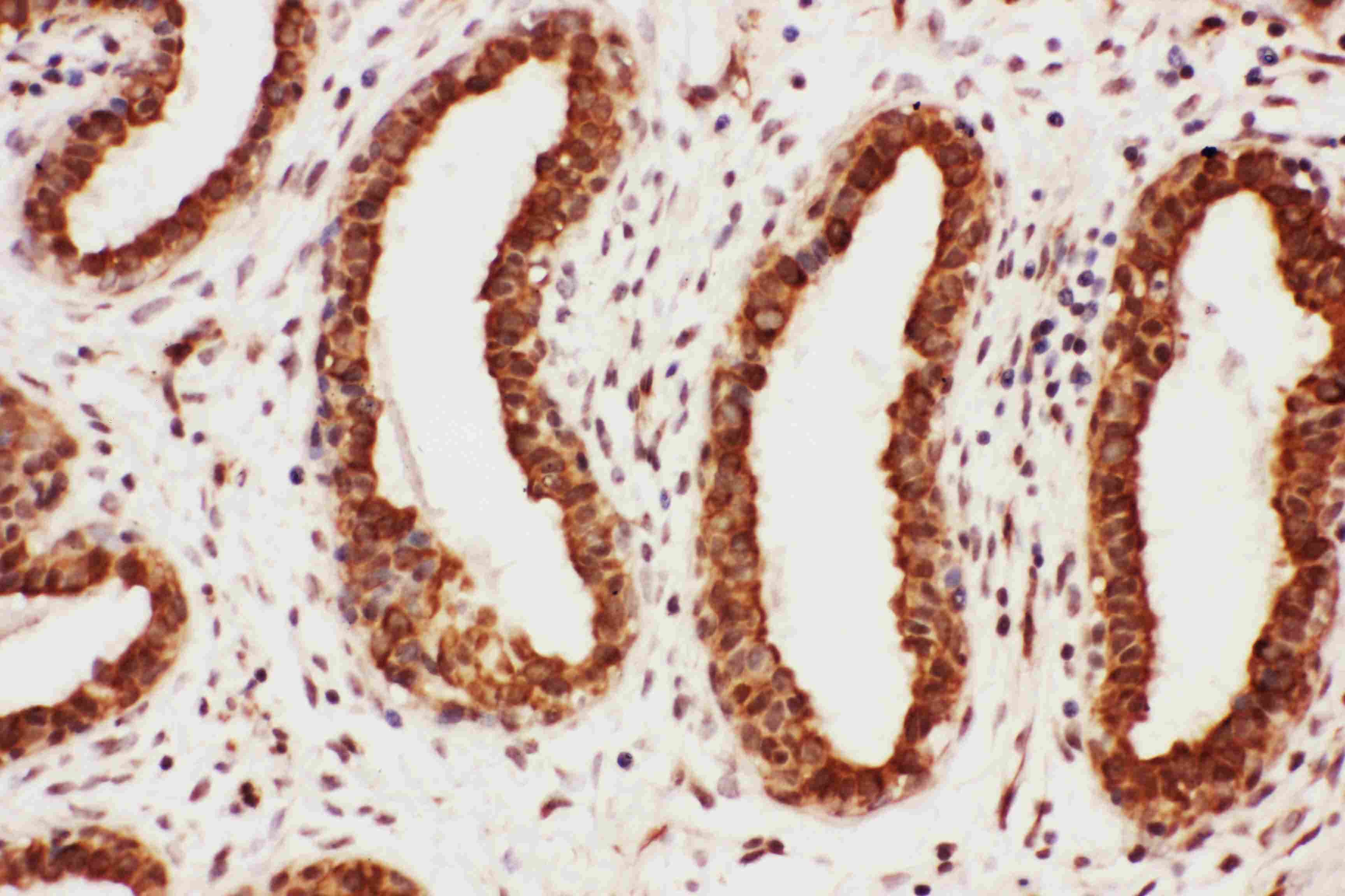 Polyclonal Rabbit anti-Human MAG Antibody (aa114-132, IHC, WB)