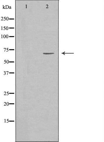 SLU7 / 9G8 Antibody