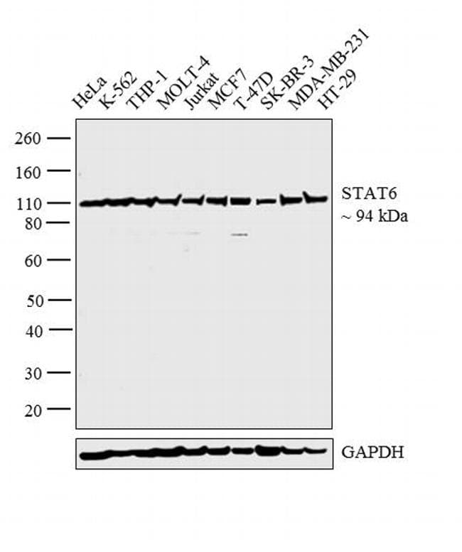 STAT6 Antibody (clone 7D3)