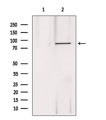 DDX21 Antibody