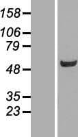 BIVM Protein (Over-Expression Lysate Myc-DDK (Flag))