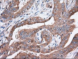 TTC32 Antibody (clone OTI5C12, Carrier-free)