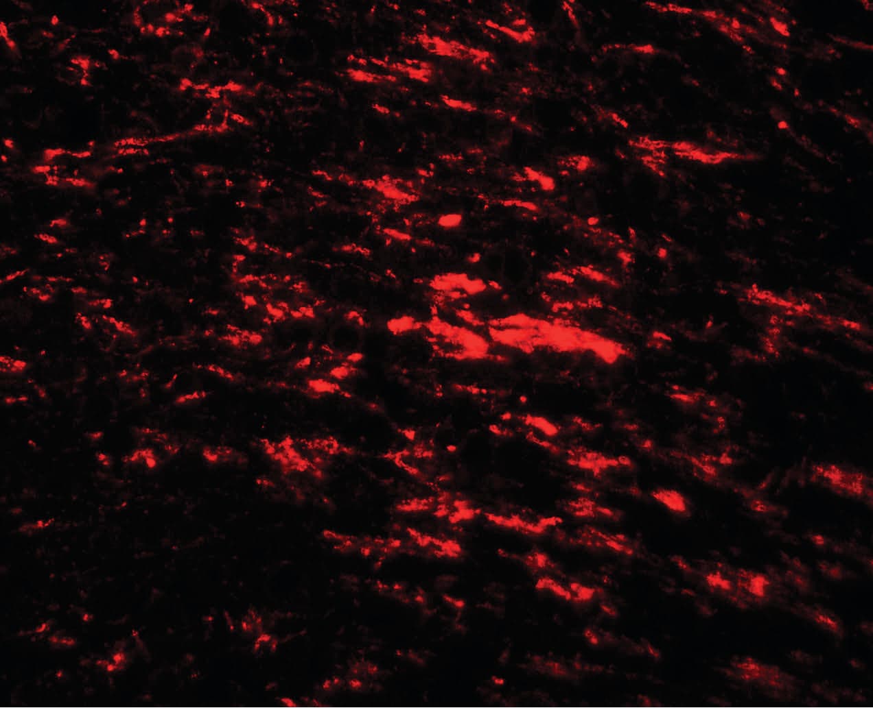 IHC-plus™ NAF-1 / CISD2 Antibody