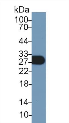 MOG Antibody (aa29-153)