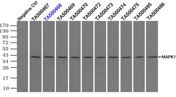 MAPK1 / ERK2 Antibody (clone OTI6F8)