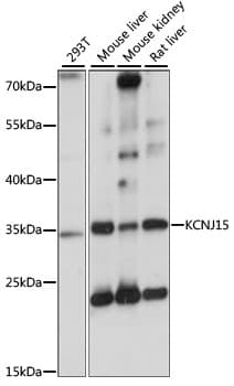 KCNJ15 / KIR4.2 Antibody