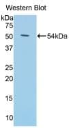KL / Klotho Antibody (aa59-508)