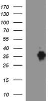 EPCAM Antibody (clone OTI2A3)