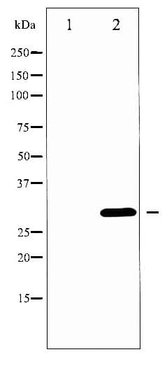 BCL2L1 / BCL-XL Antibody (phospho-Thr47)