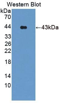 S100A2 Antibody (aa1-97, APC)