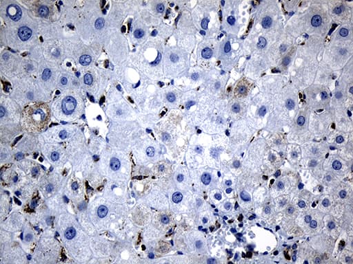 BAX Antibody (aa1-172, clone OTI3C8, Carrier-free)