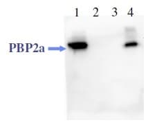 Monoclonal Mouse anti-Staphylococcus aureus PBP2A Antibody (clone 4B10.B6, Preservative Free, Biotin, WB)