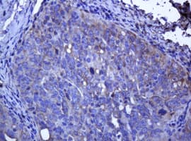 TCL / RHOJ Antibody (clone OTI5C7, Carrier-free)