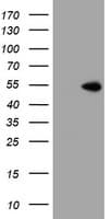 ZNF365 Antibody (clone OTI1B7)