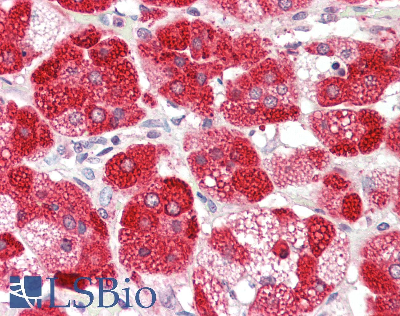 CYP21A2 Antibody (aa314-363)