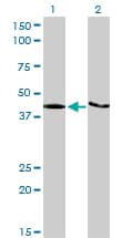 KHDRBS1 / SAM68 Antibody (clone 1A4)