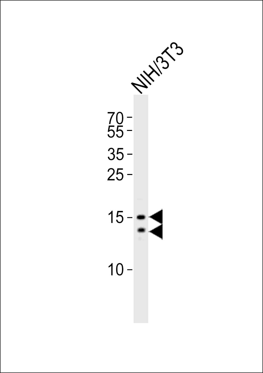 Polyclonal Rabbit anti-Human MAP1LC3B / LC3B Antibody (aa1-30, IHC, IF, WB)