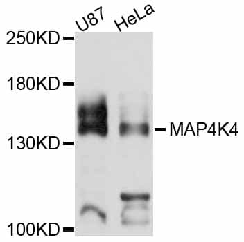 MAP4K4 Antibody