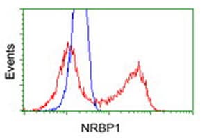 NRBP1 / NRBP Antibody (clone OTI4F2)