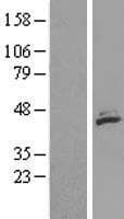 MECR Protein (Over-Expression Lysate Myc-DDK (Flag))