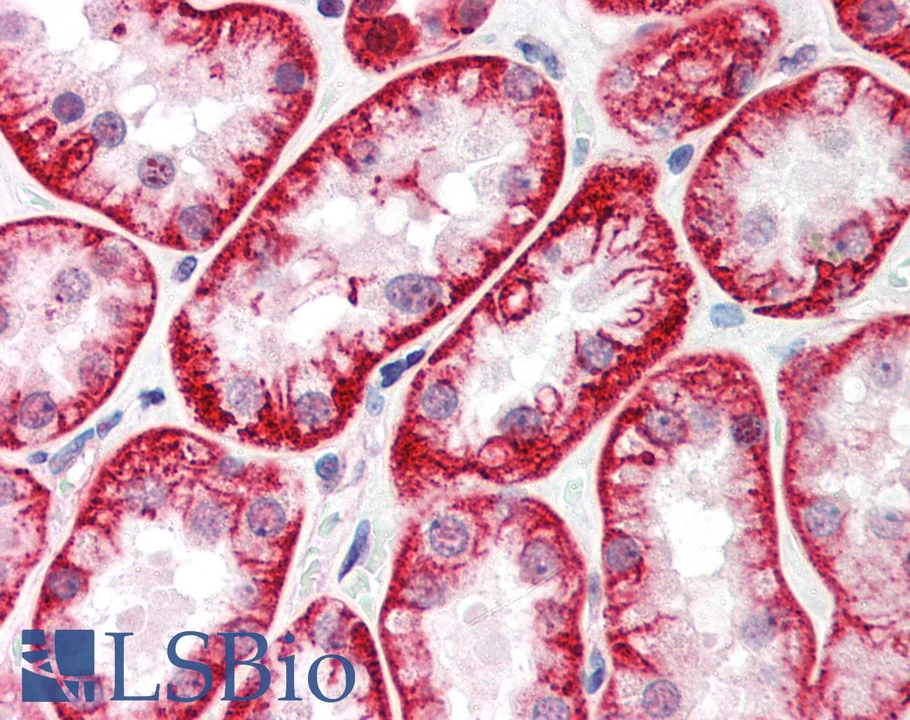 IHC-plus™ Polyclonal Rabbit anti-Human WRNIP1 / WHIP Antibody (IHC, WB)