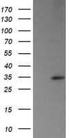 TRAPPC4 / Synbindin Antibody (clone OTI2E1)