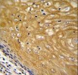 Polyclonal Rabbit anti-Human NUDT22 Antibody (aa220-249, IHC, WB)